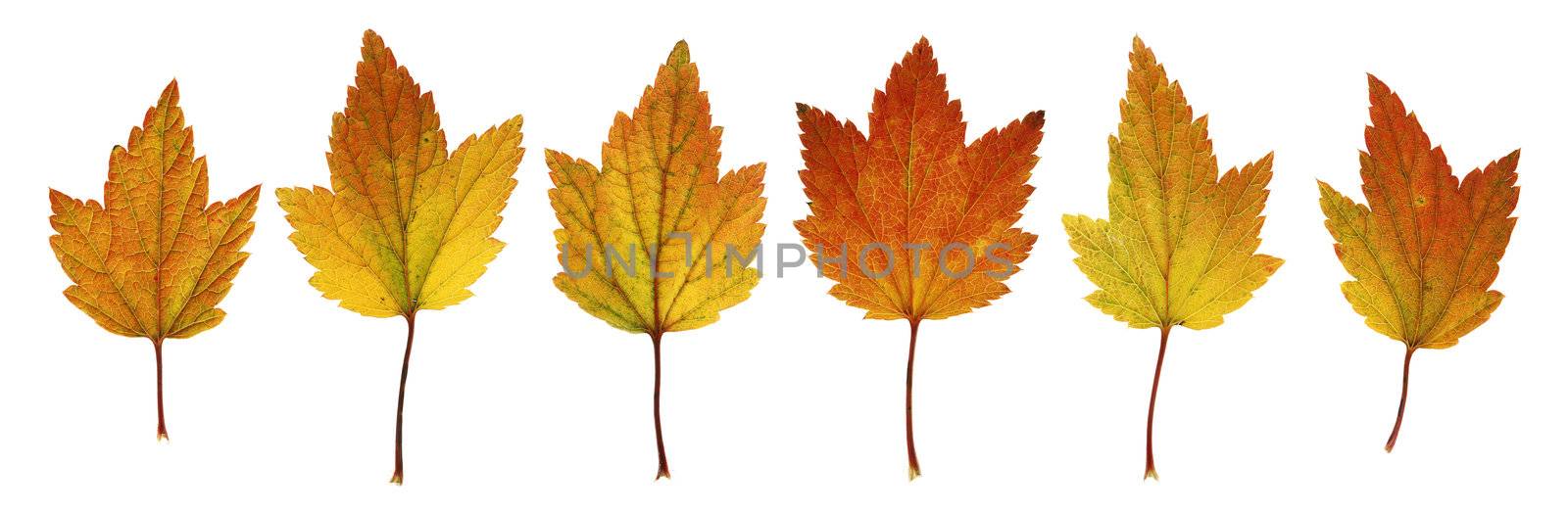 Autumn leaves from currant bush isolated on white