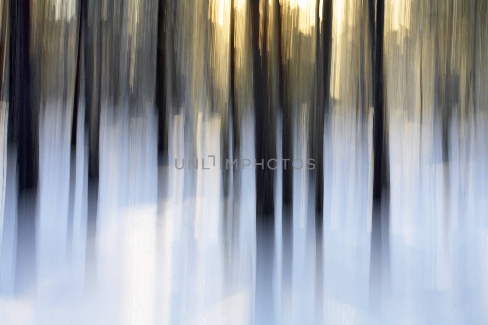 Abstract winter forest scene, intentional vertical blur done in-camera.