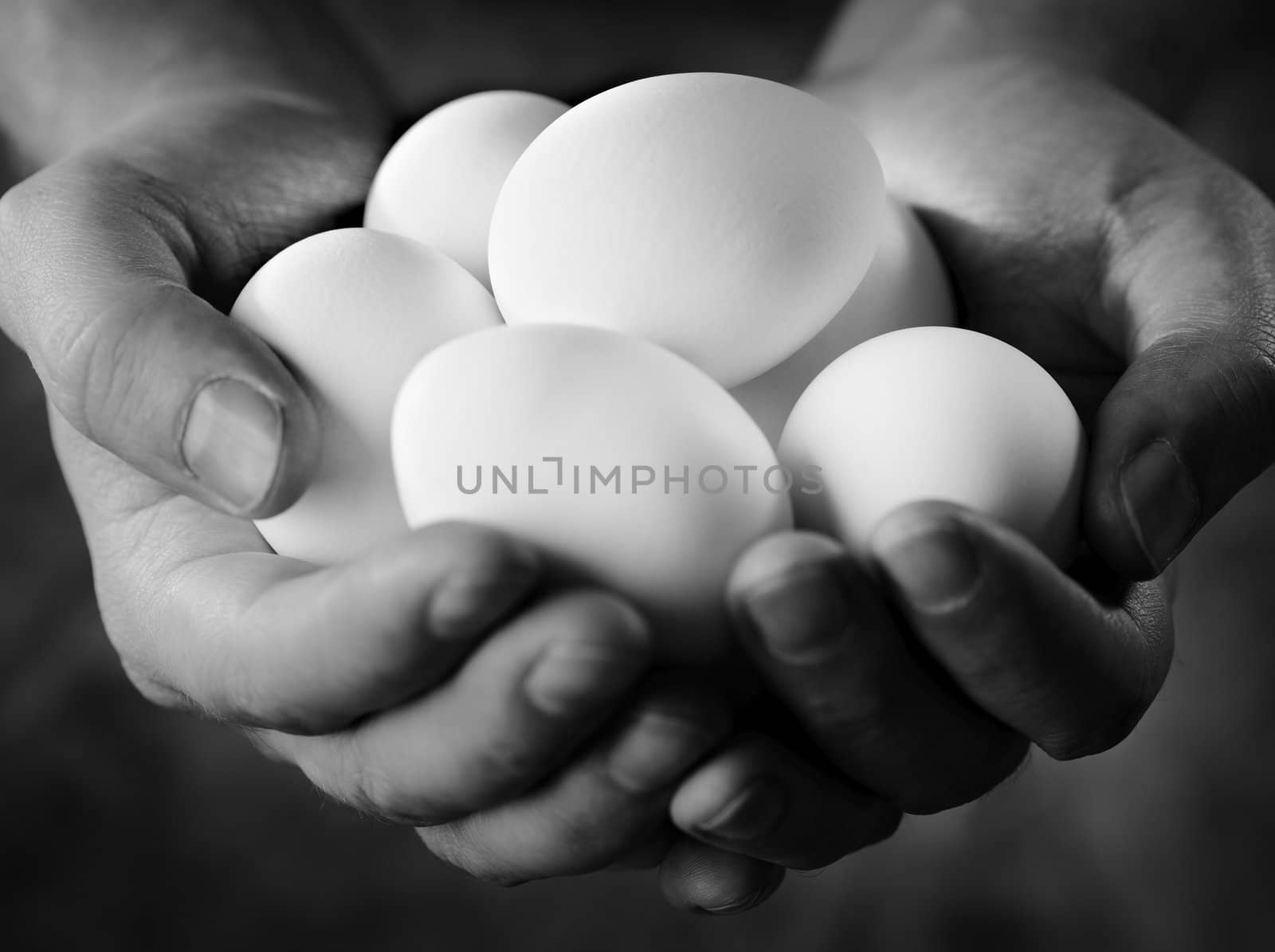 Black and white image of hands holding fresh white eggs