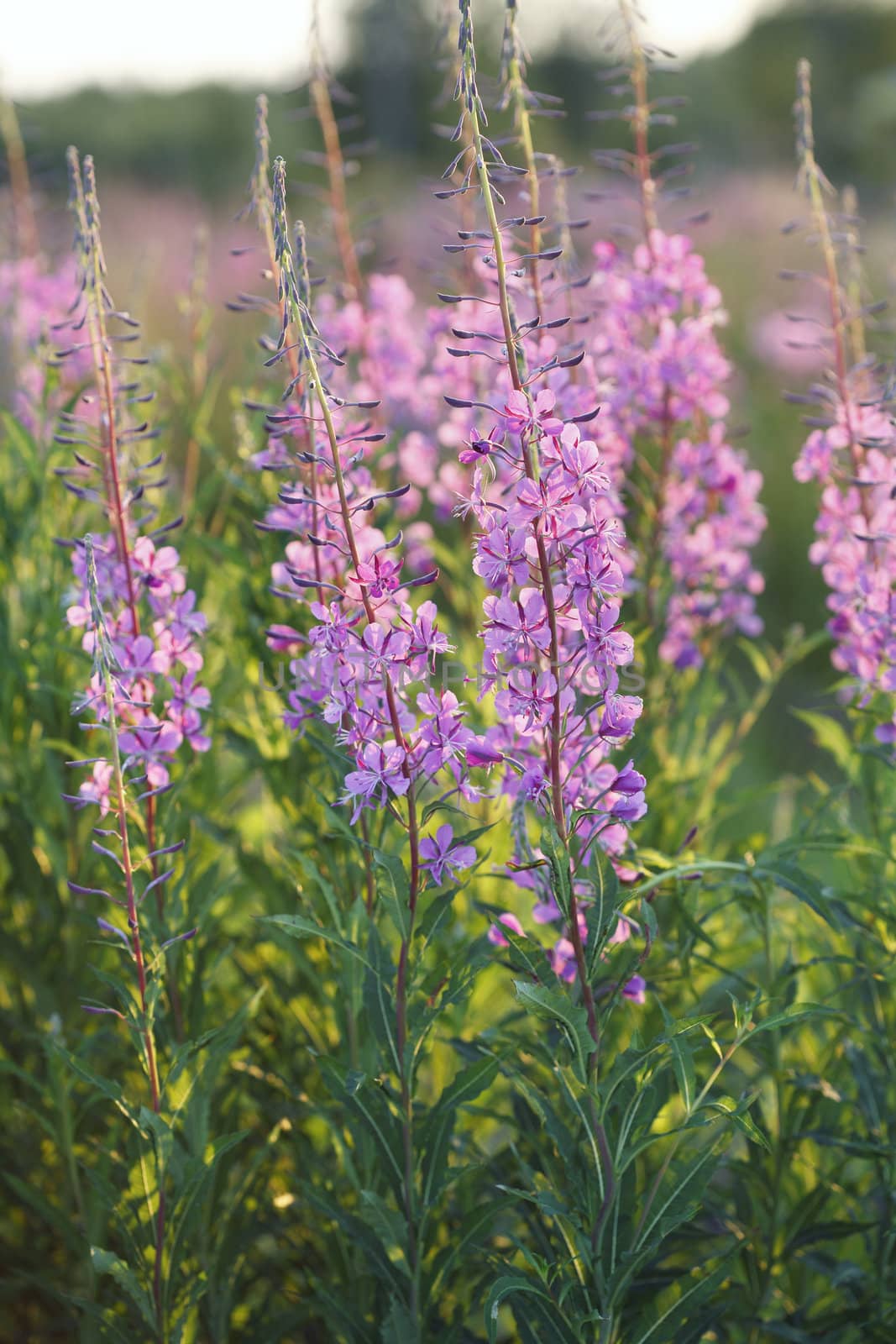 Fireweed flowers in evening light