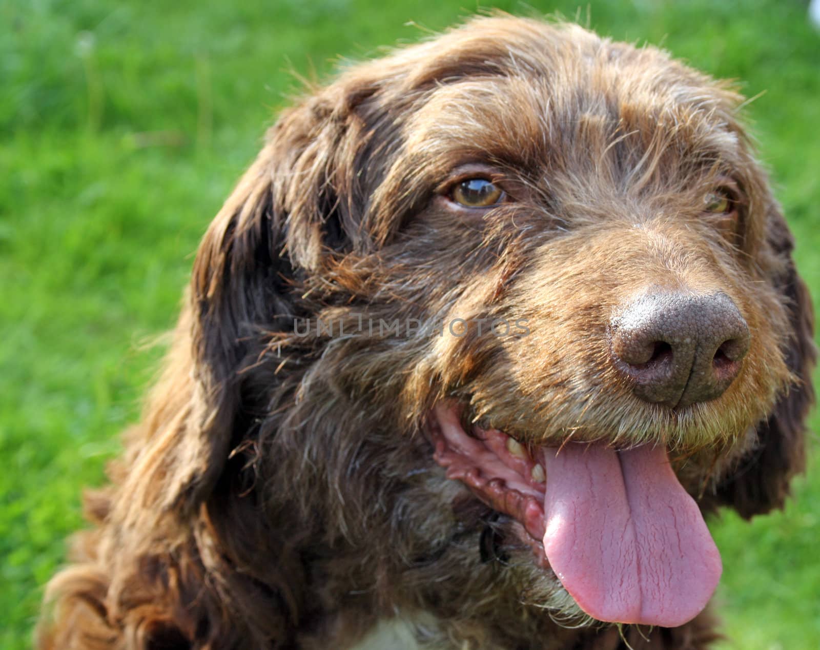 scruffy brown dog