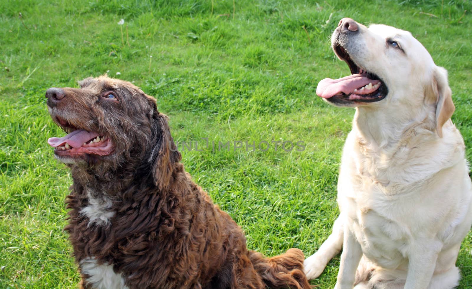 pet dogs in the garden