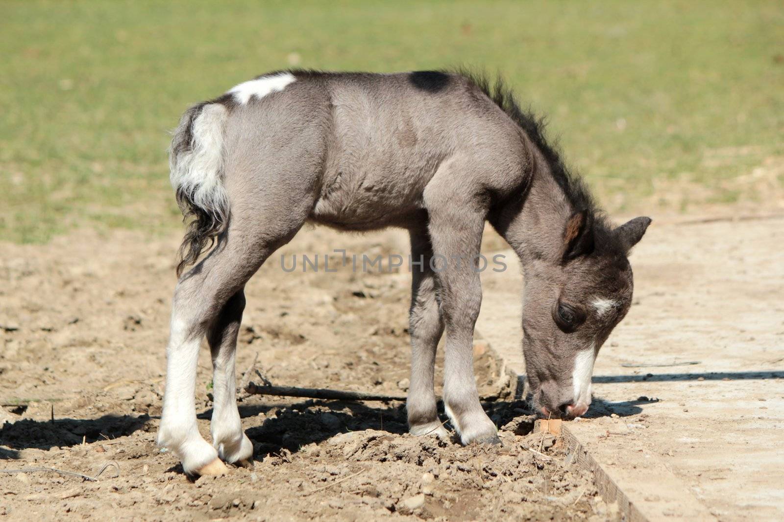Small and very young grey baby pony in the farm