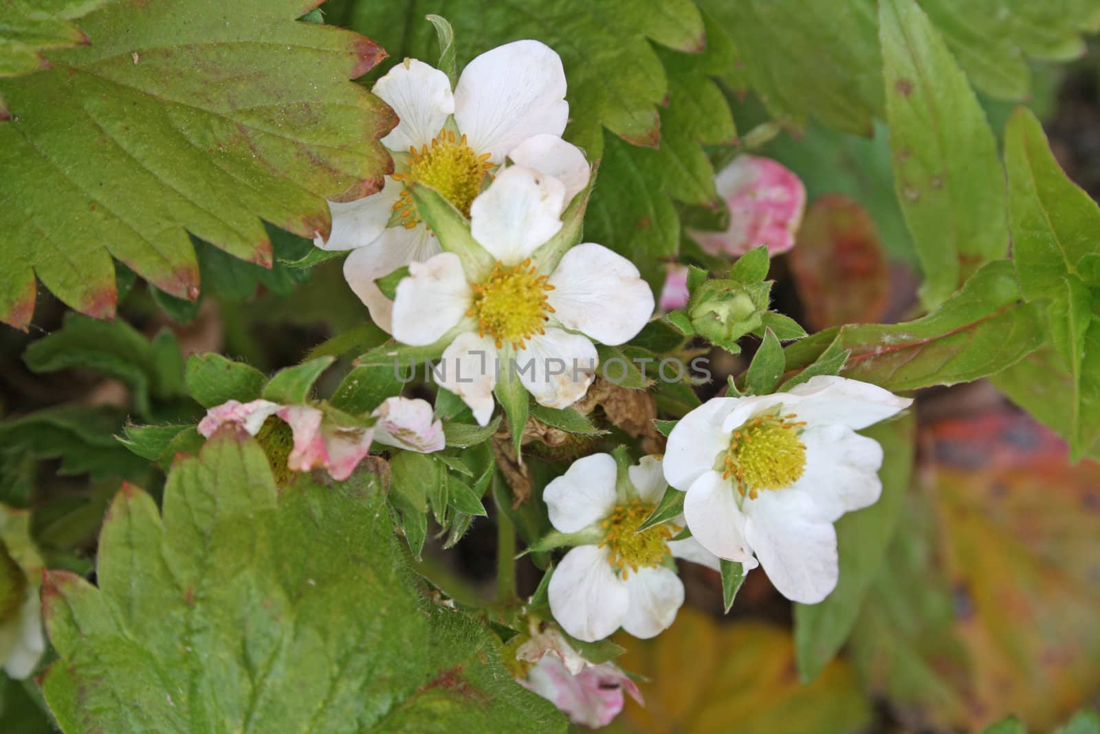 strawberry flowers