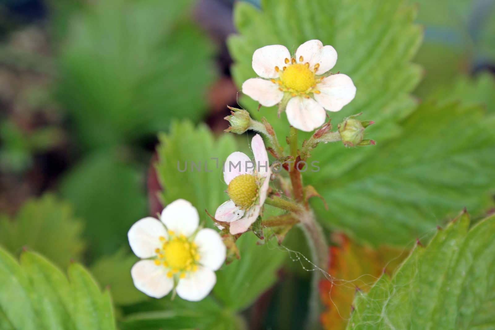 strawberry flowers