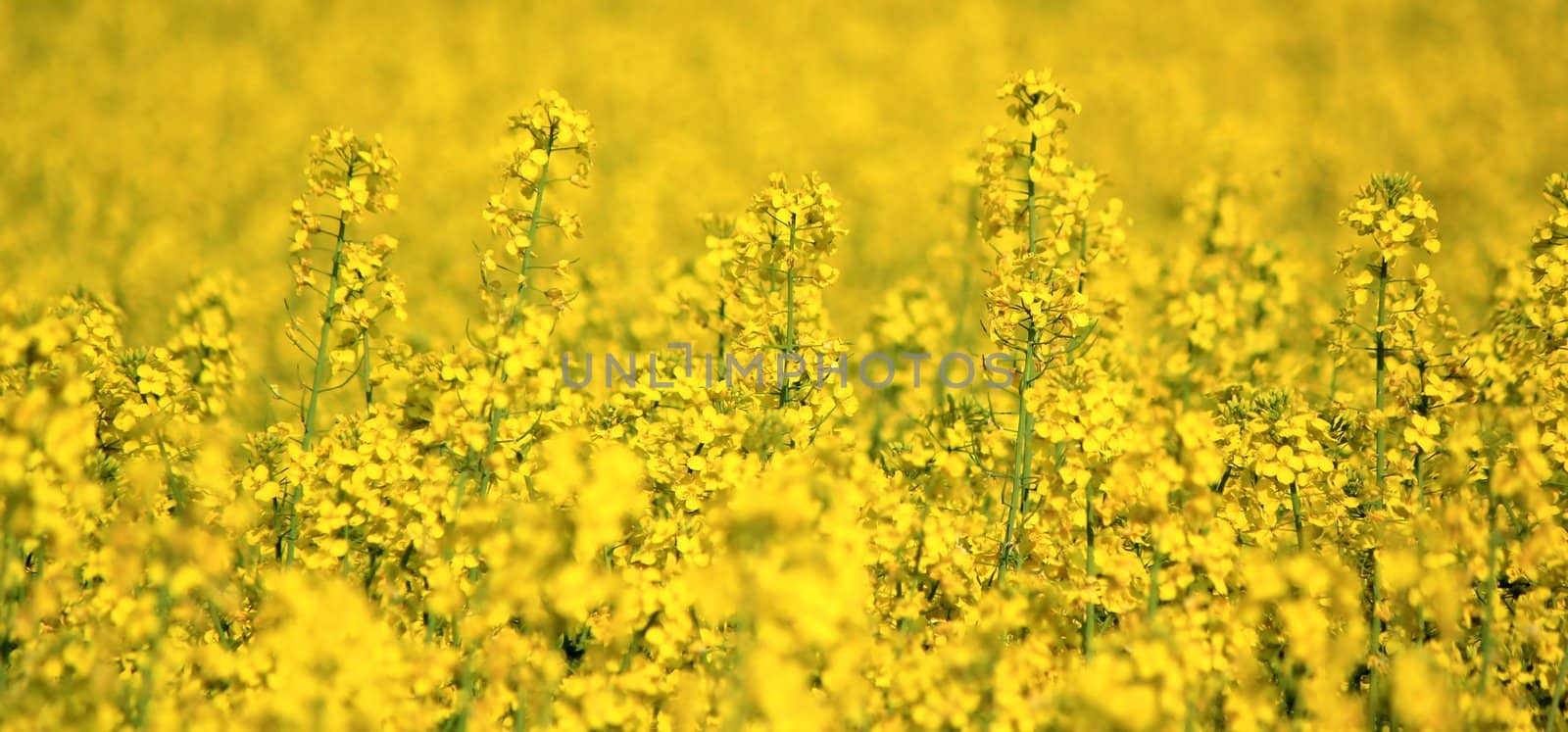 Rapeseed field by Elenaphotos21