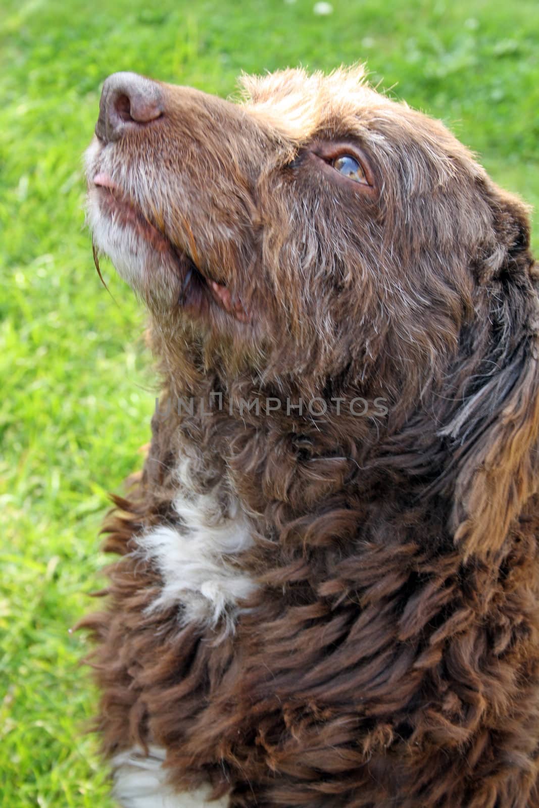 scruffy brown dog