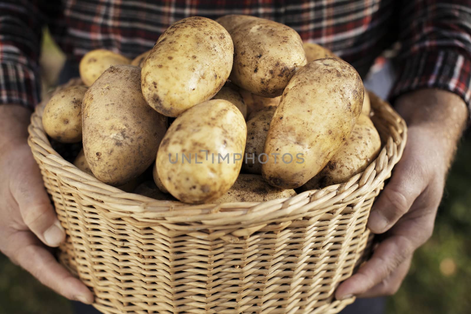 Farmer showing harvested potatoes in a wicker basket. Very shor depth-of-field.