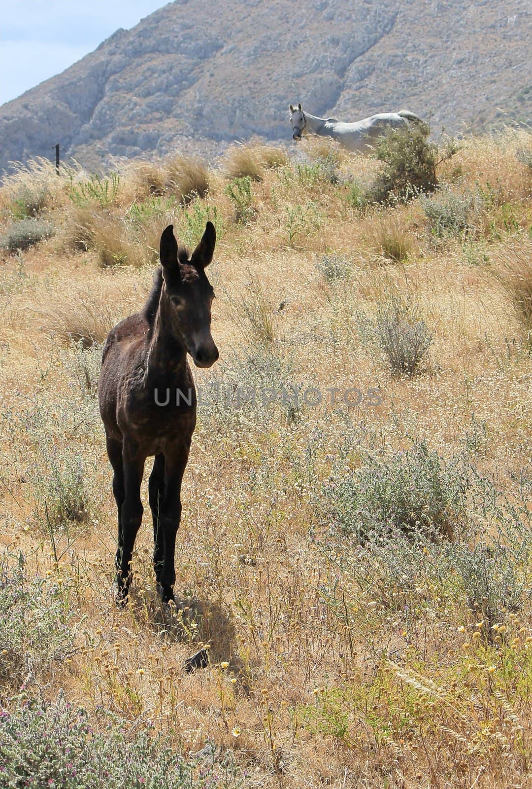 Brown colt wandering far from its white mother horse on a hill