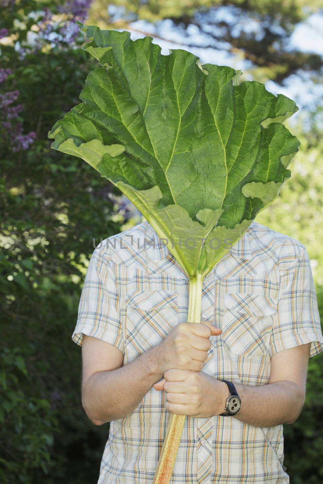 Man hiding behind a rhubarb leaf.