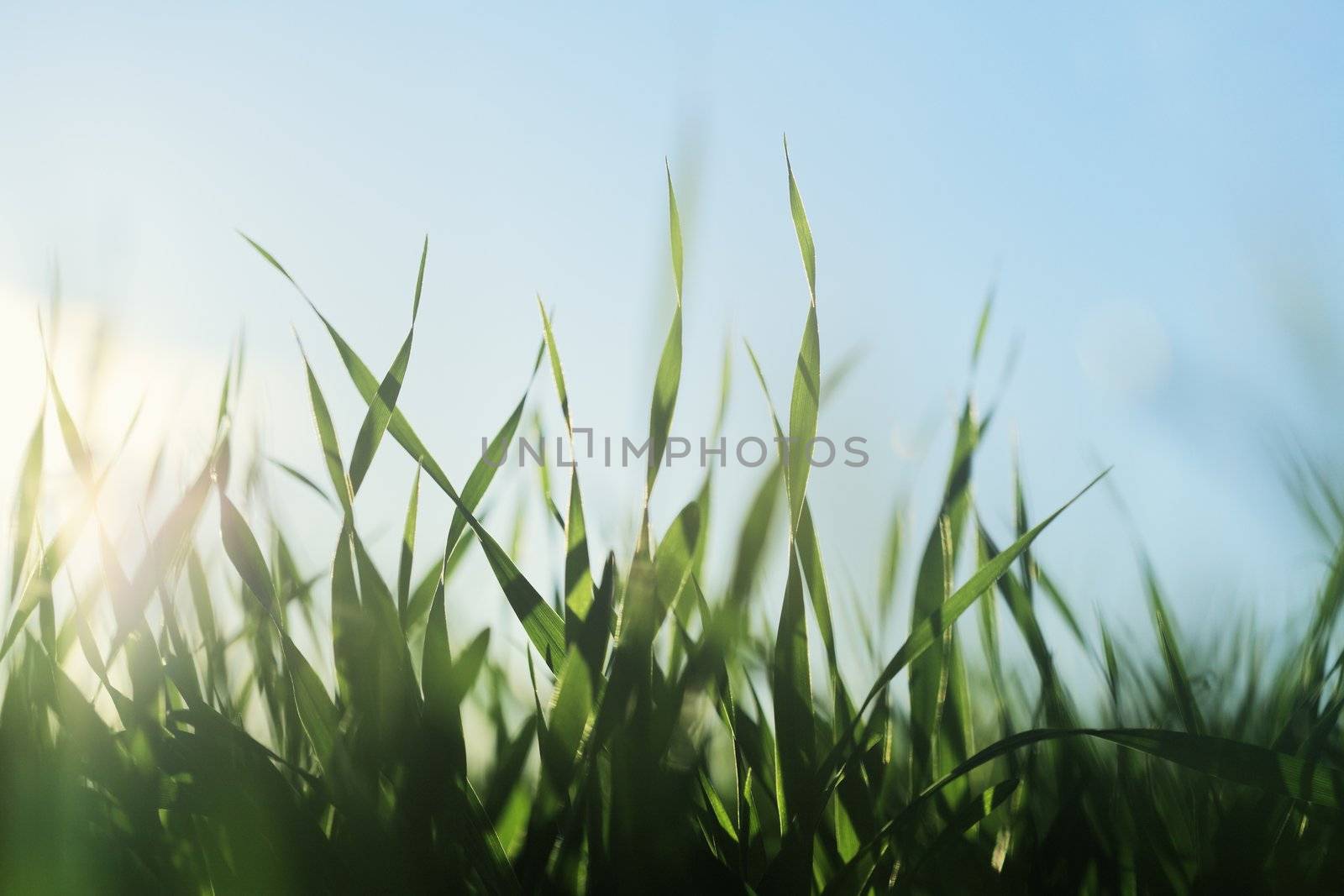 Barley seedlings growing on a field in closeup