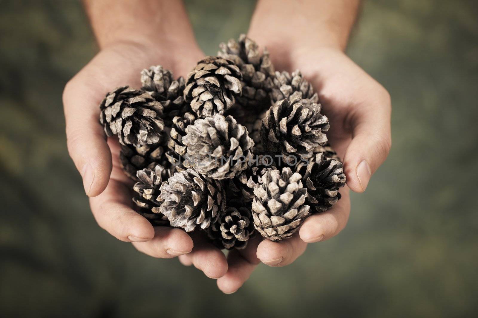 Man holding pine cones in his hands