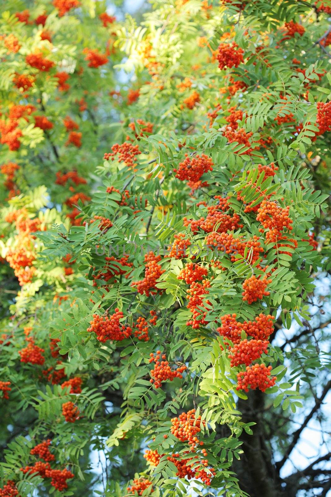 The berries of a Rowan tree