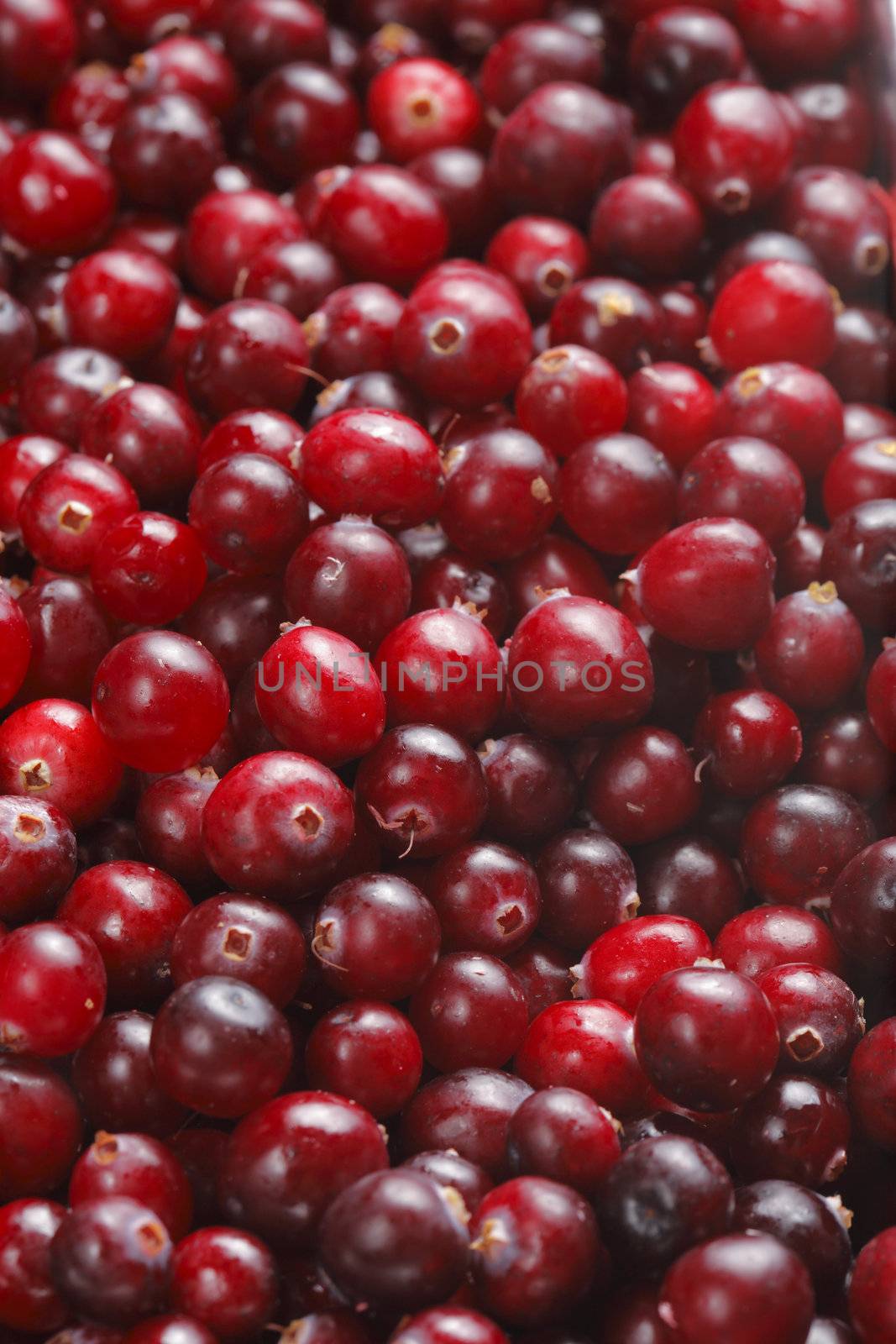 Red cranberries in a background texture