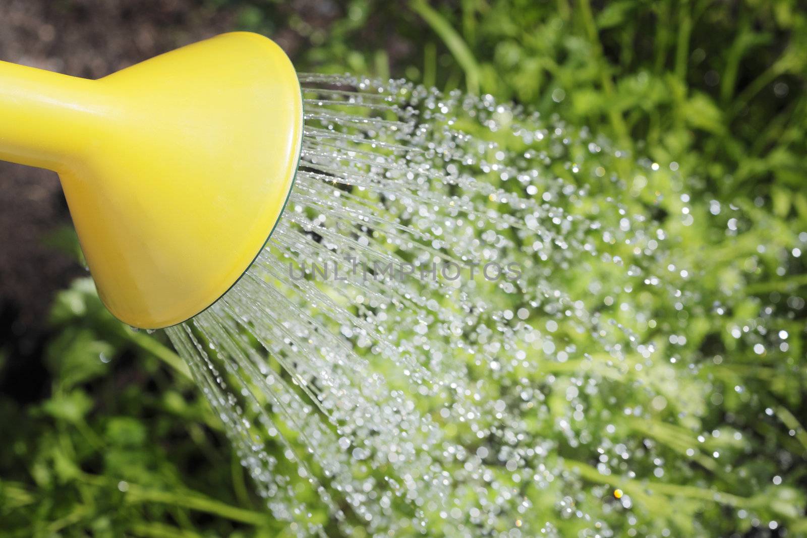 Spout of a watering can and water