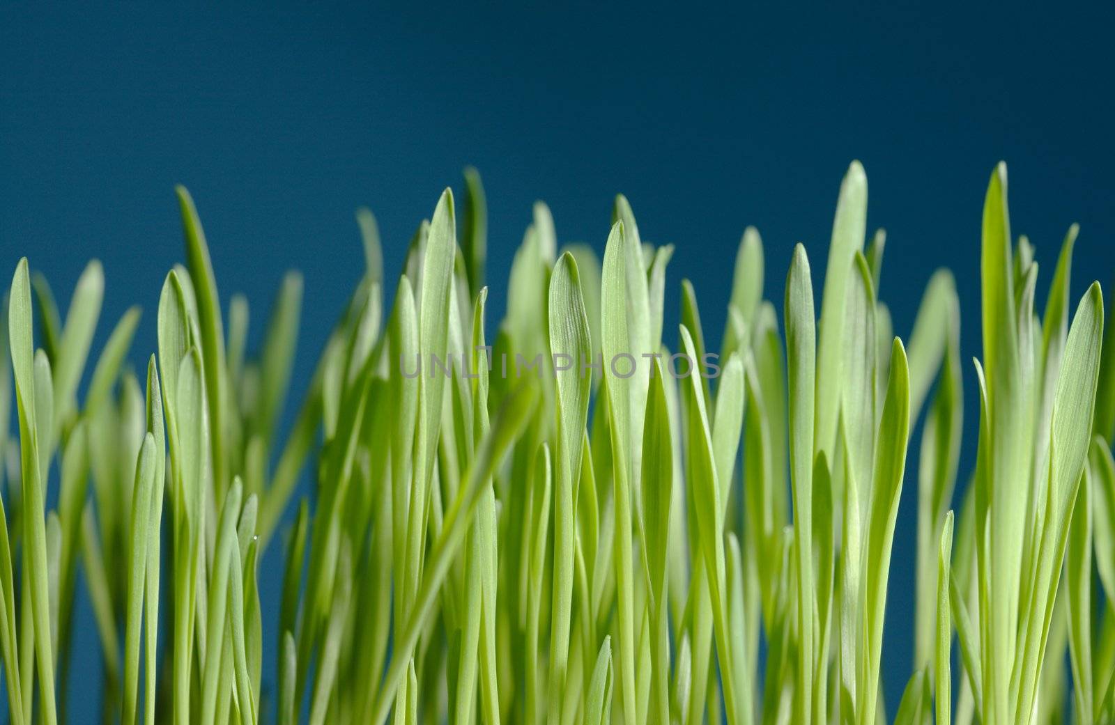 young barley seedlings against blue background