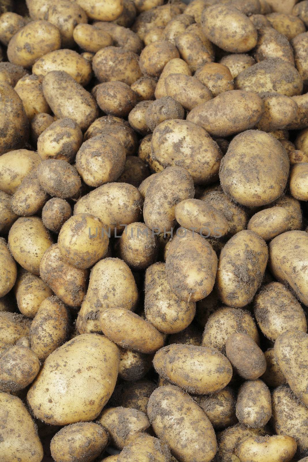 Harvested potatoes with dirt on them.