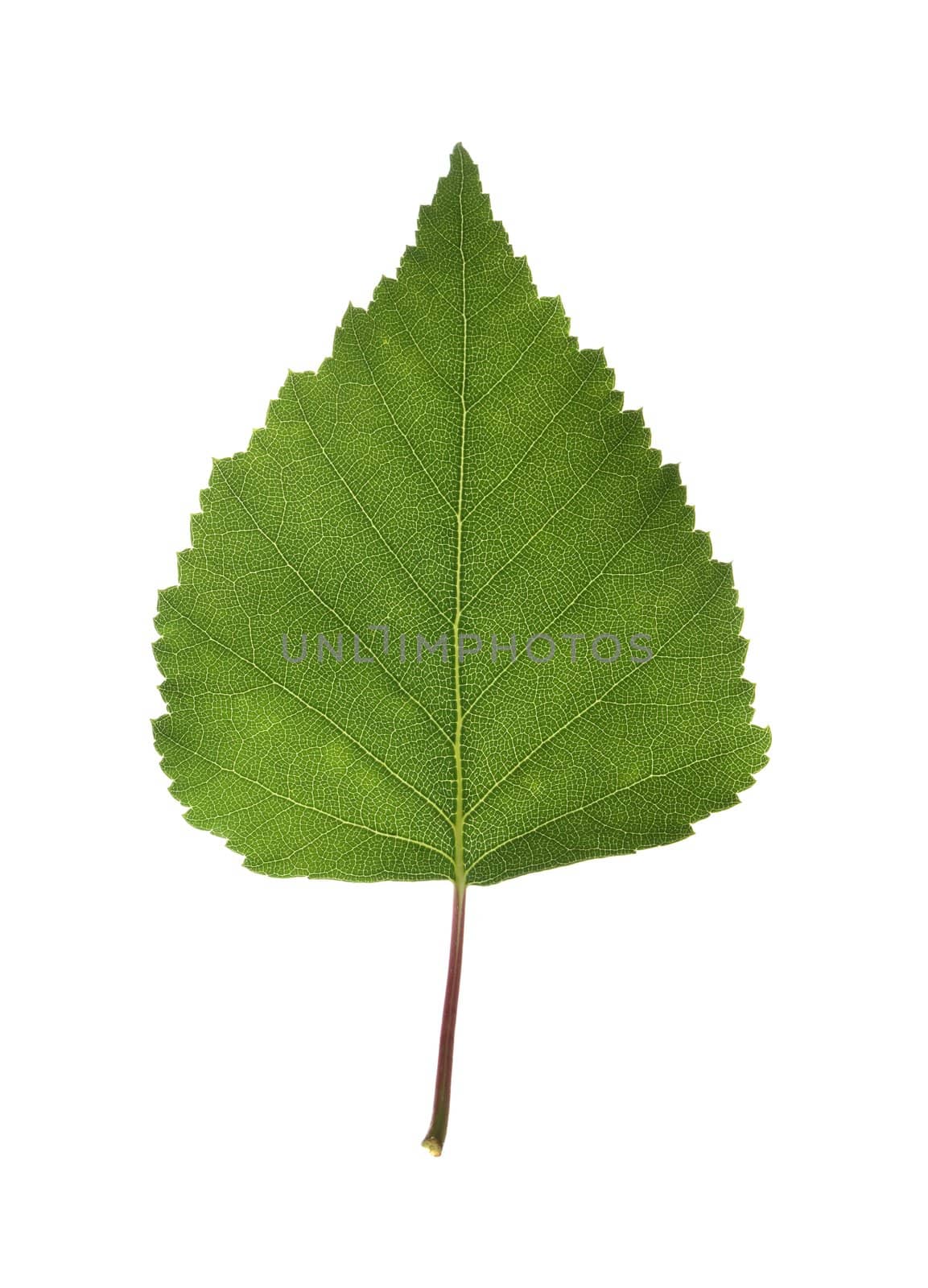 Birch leaf by Stocksnapper