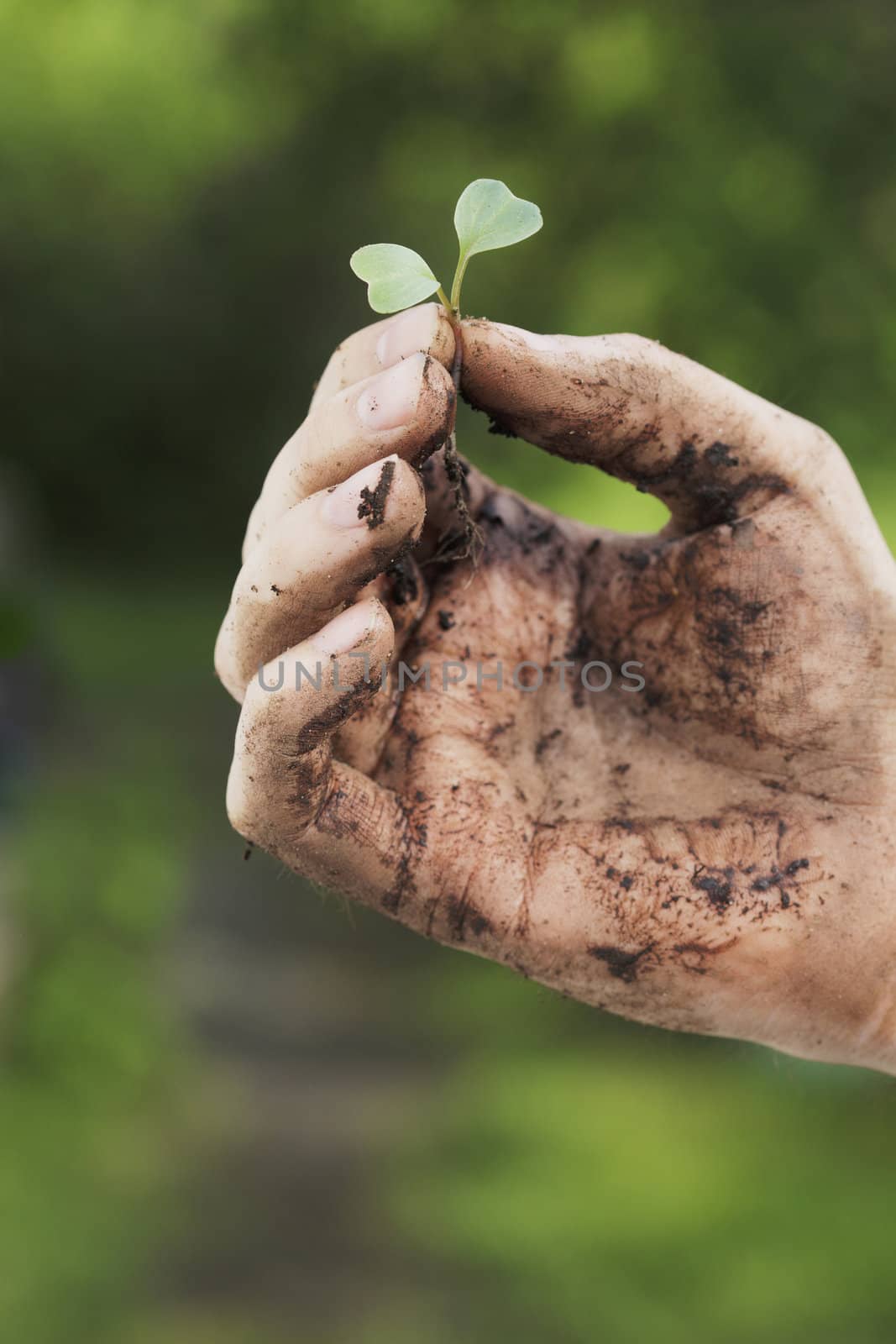 A Dirty hand holding a tiny plant seedling