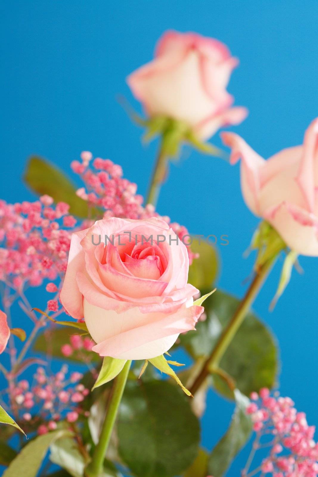 Cultivated hybrid tea rose on a blue background