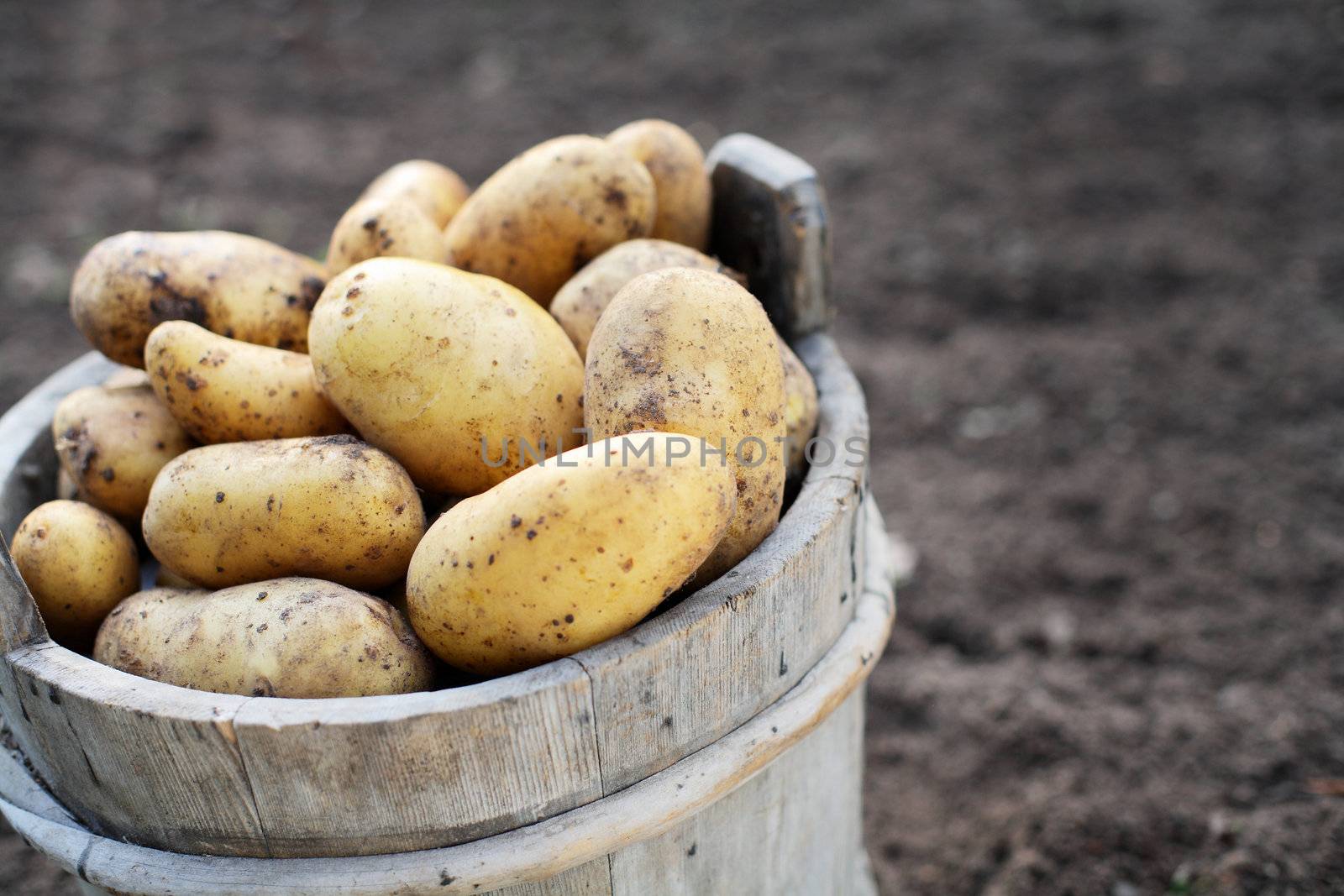 Harvested potatos in old wooden bucket. Short depth-of-field.