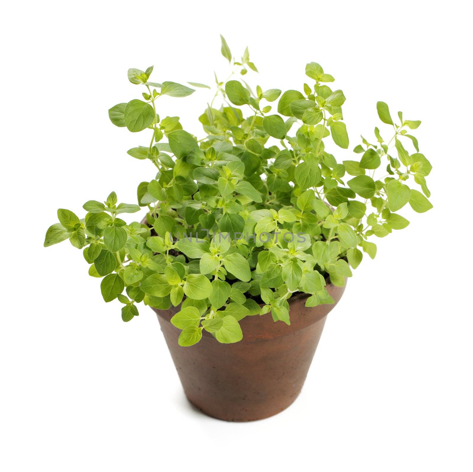 Potted oregano herb isolated on white with natural shadow.