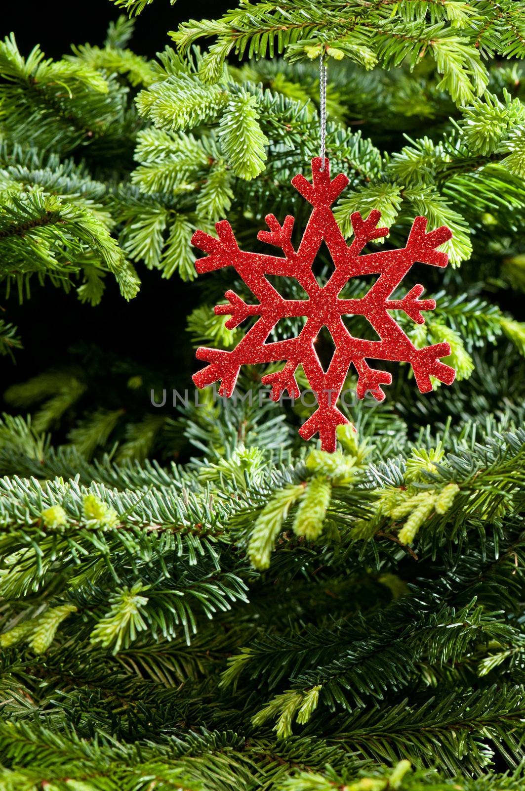 Red (artificial) snowflake ornament, in fresh pine Christmas tree