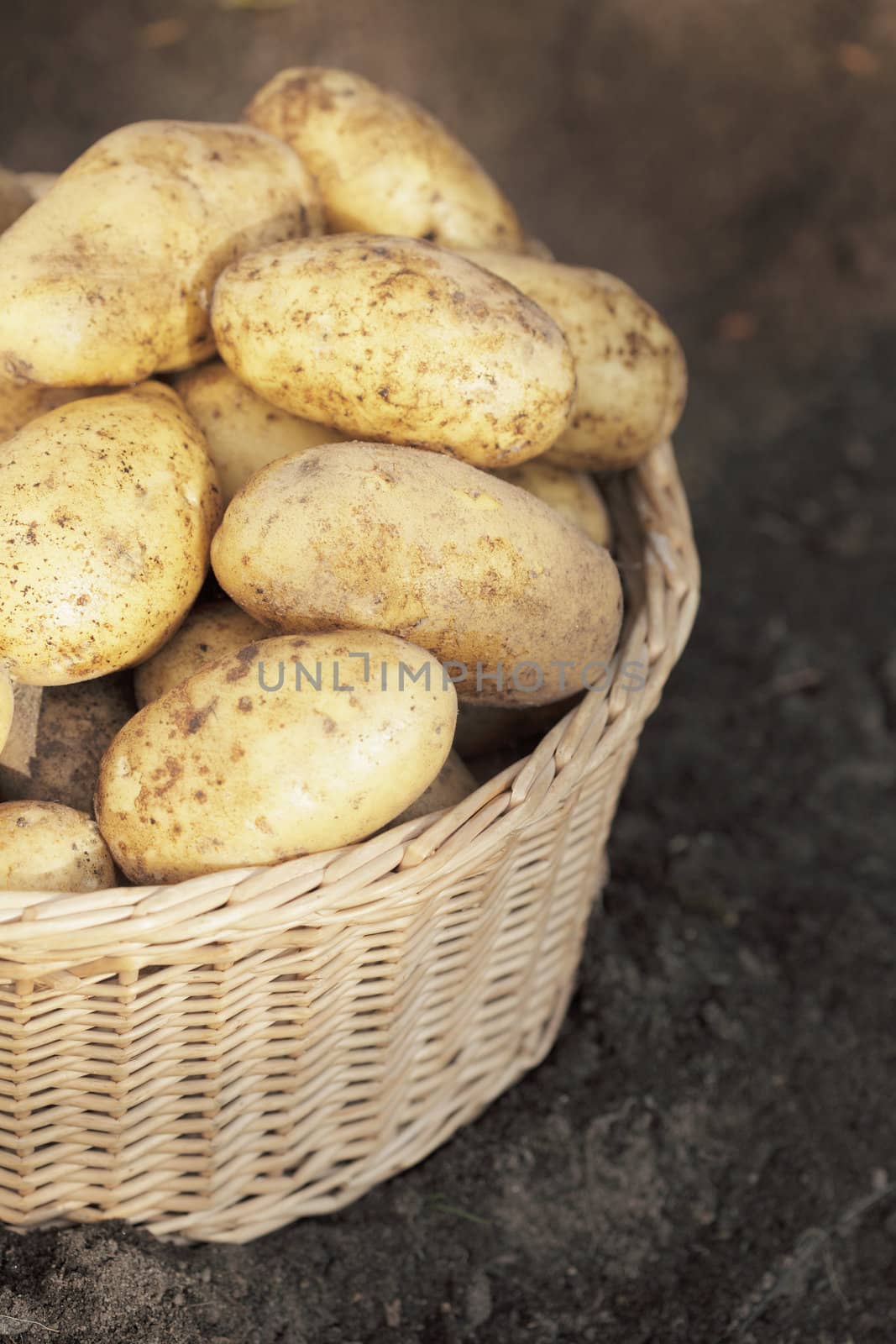 Harvested dirty potatoes in a wicker basket