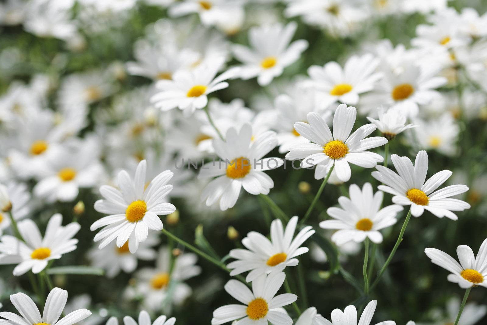 Summer flowers by Stocksnapper