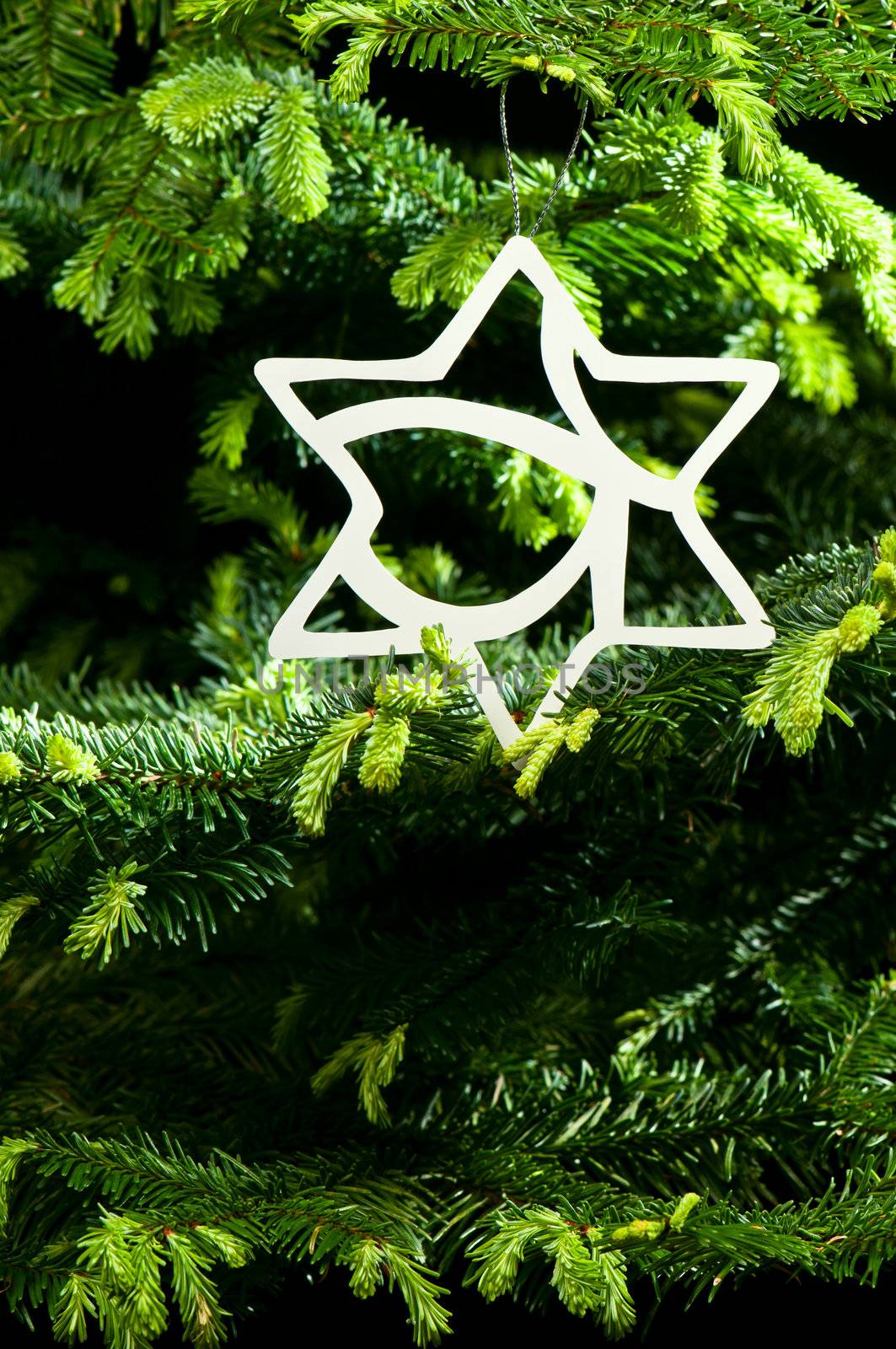 Star shape Christmas ornament in fresh green Christmas tree