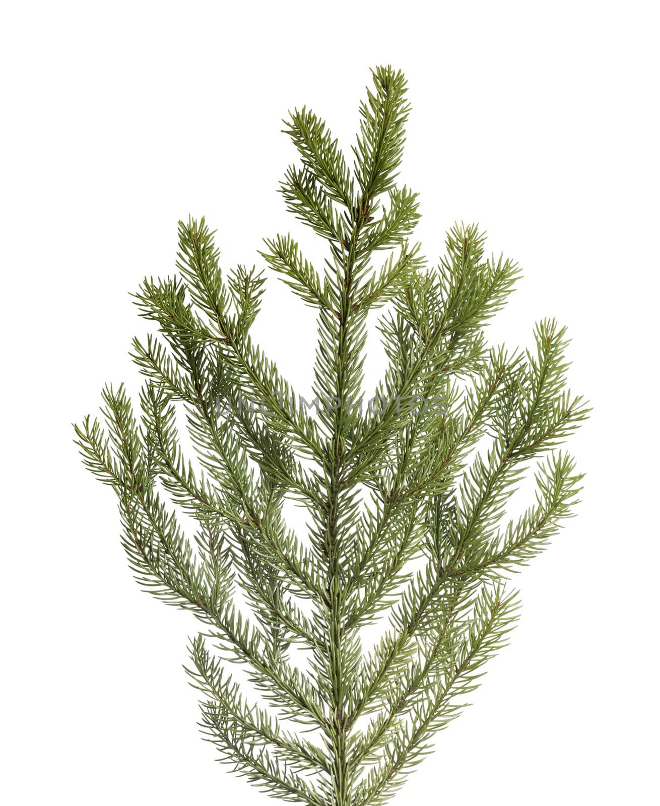 Branch of a spruce tree, isolated on white