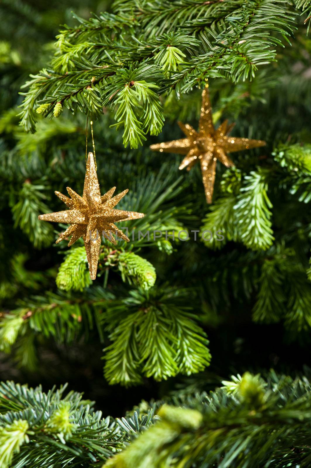 Star shape Christmas ornament, gold in color, in fresh green Christmas tree