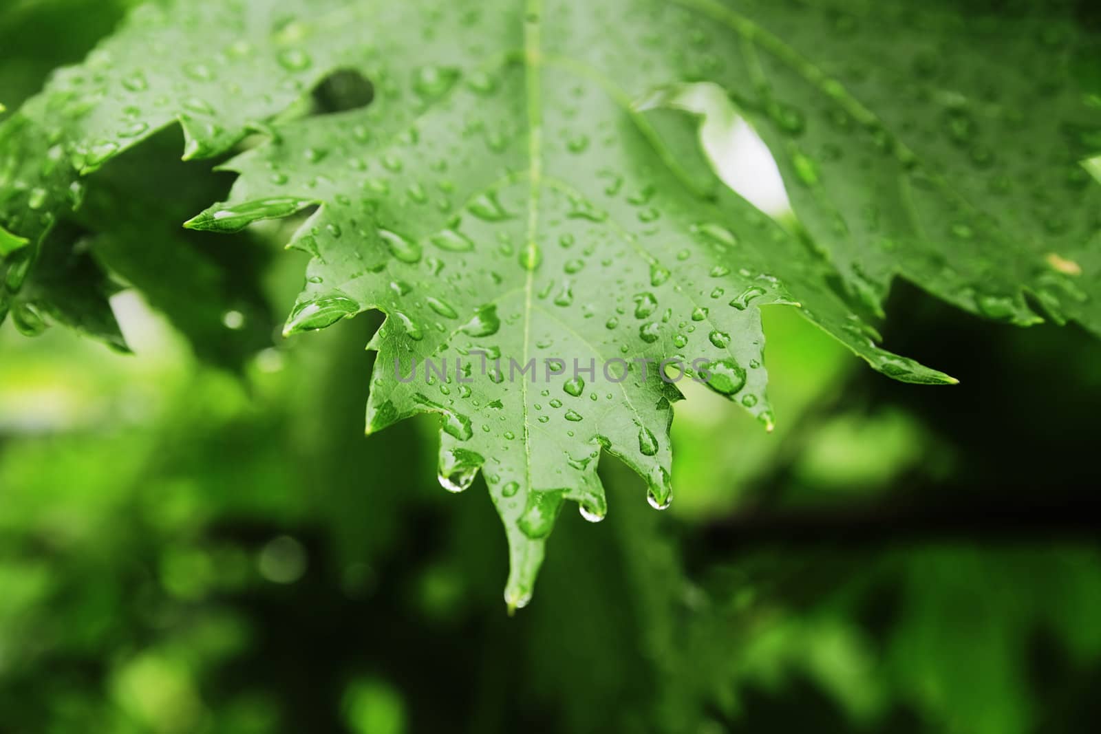macro of green fresh leaf with rain drops