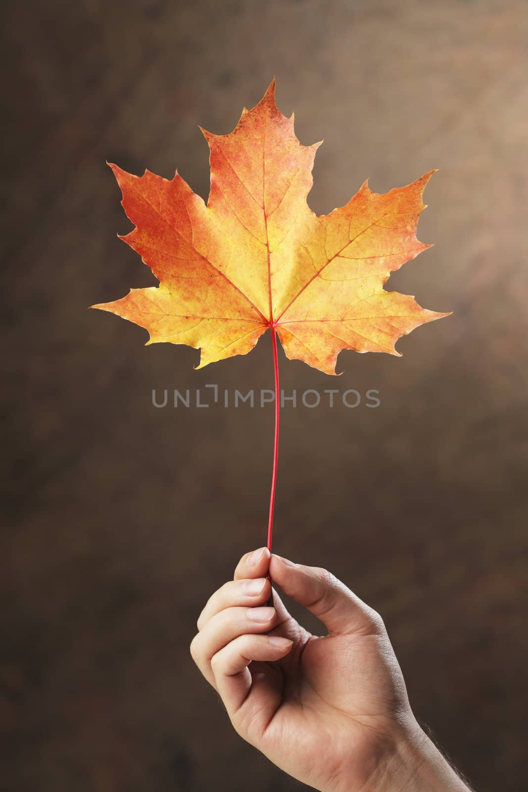 Hand holding an autumn colored maple tree leaf