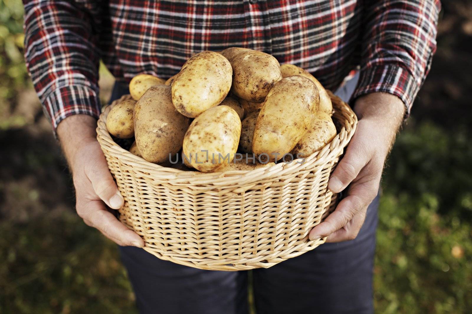 Farmer holding a basket full of harvested potatoes