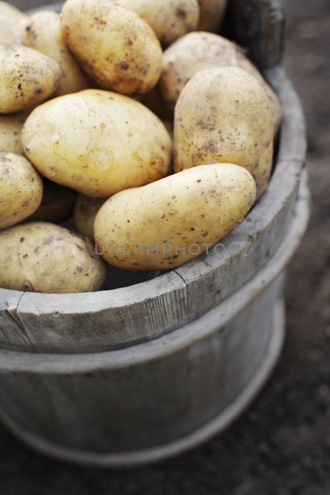 Harvested potatoes in an old wooden bucket. Short depth-of-field