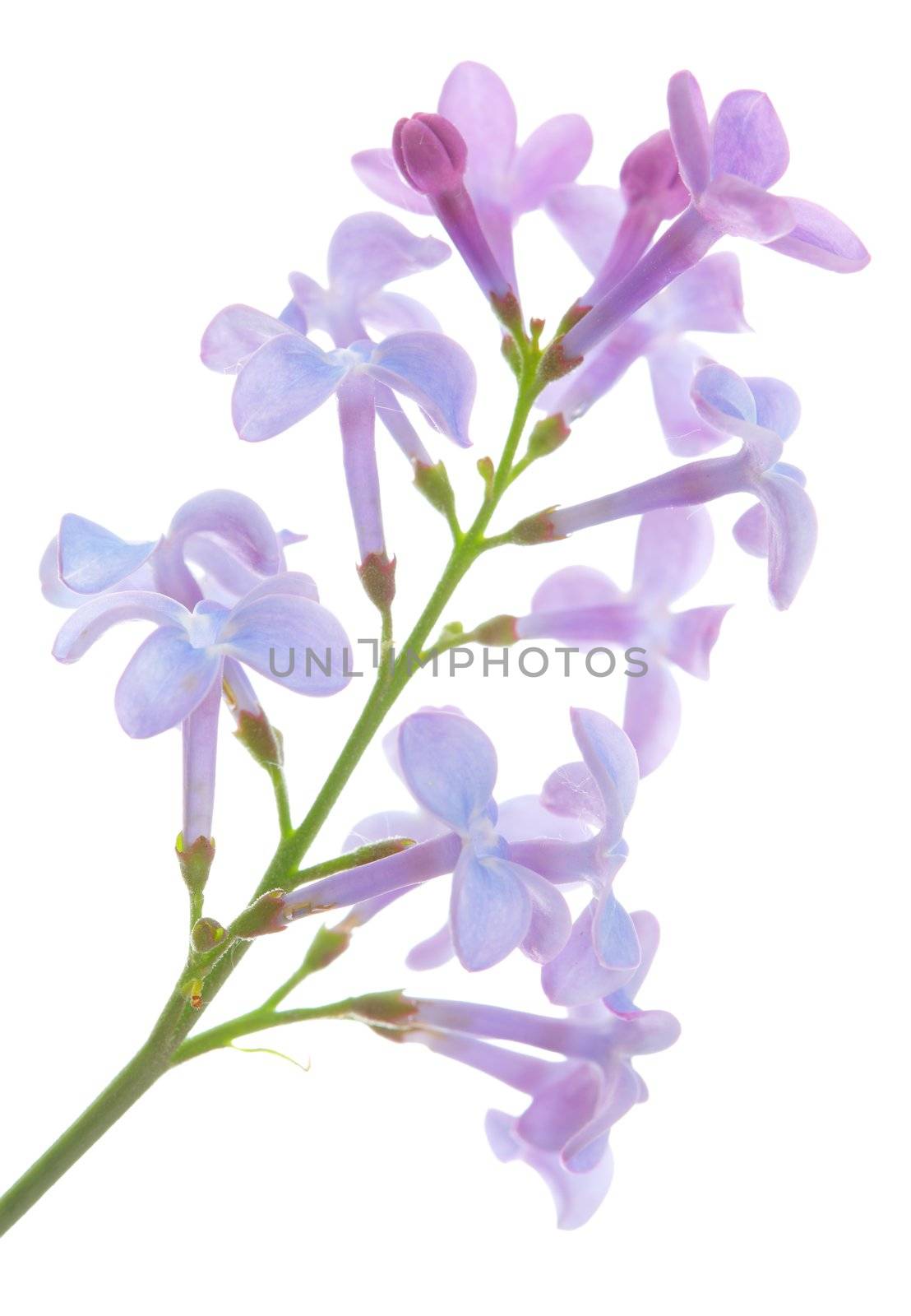 Common lilac (Syringa vulgaris) flower in closeup