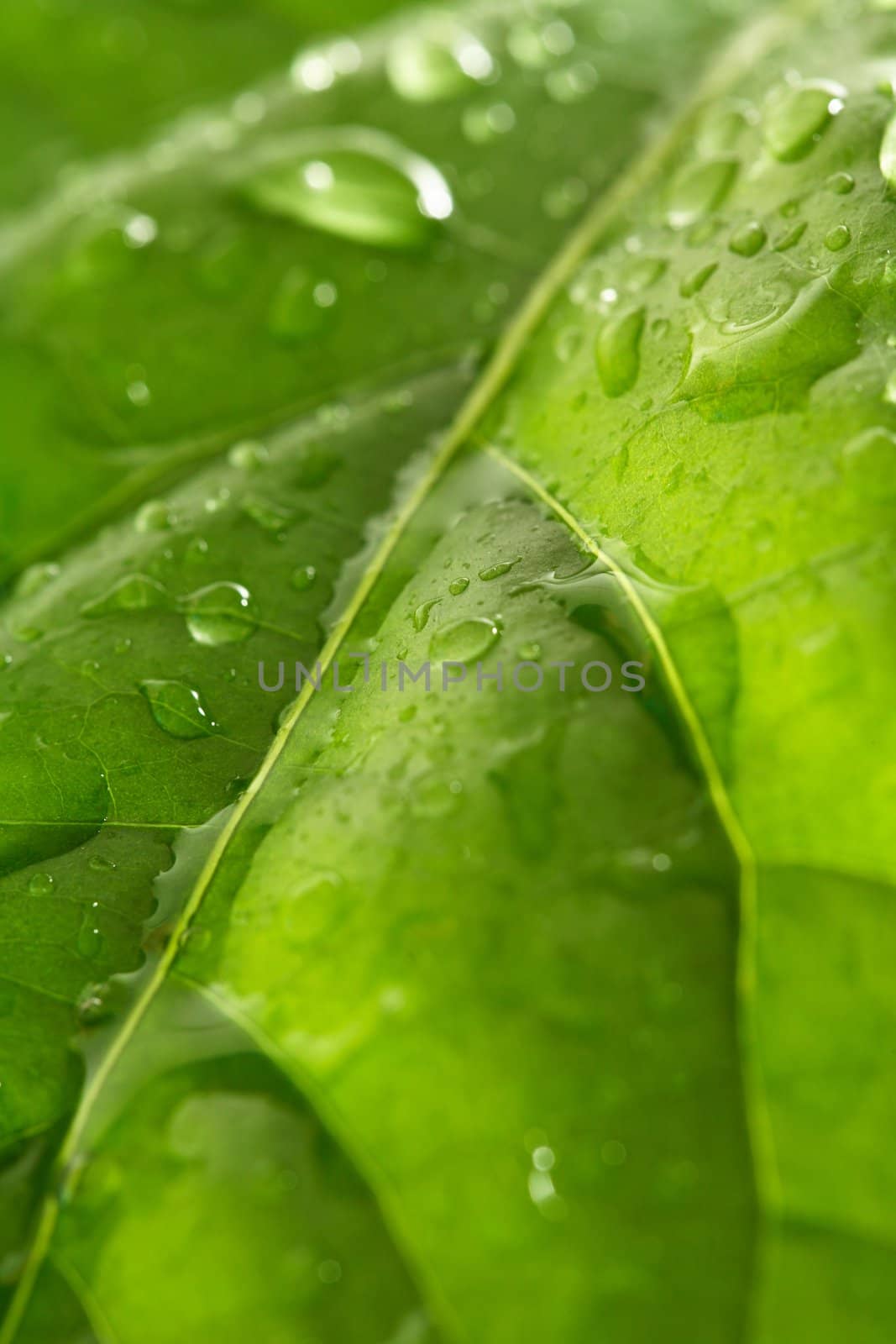 Droplets on a leaf by Stocksnapper