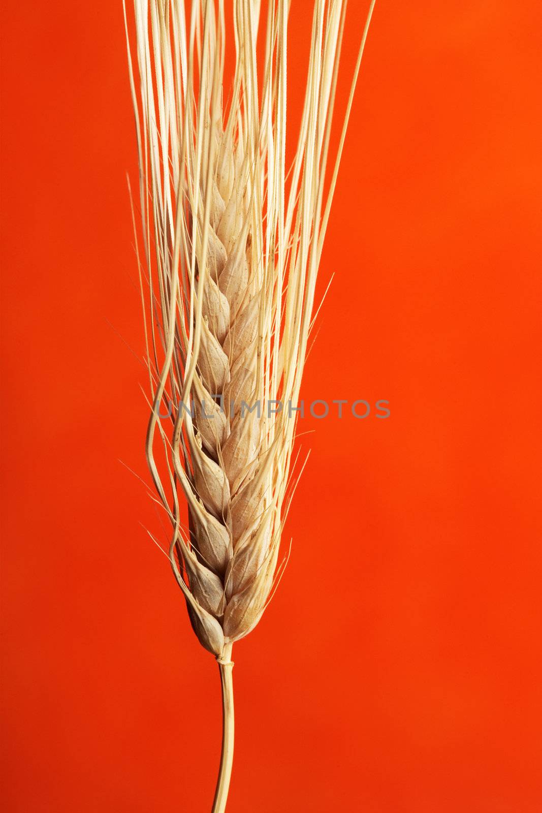 Ripe barley seedhead on red