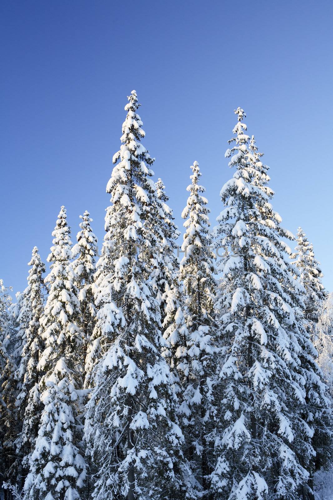 Arctic snowy spruce forest in winter