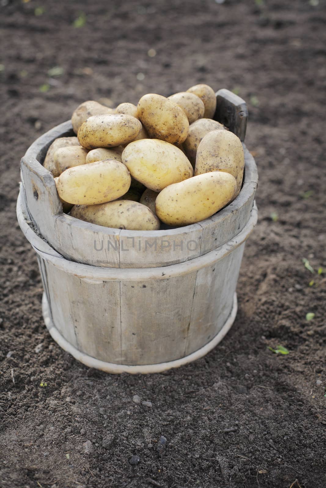 Harvested and dirty potatoes in an old wooden bucket