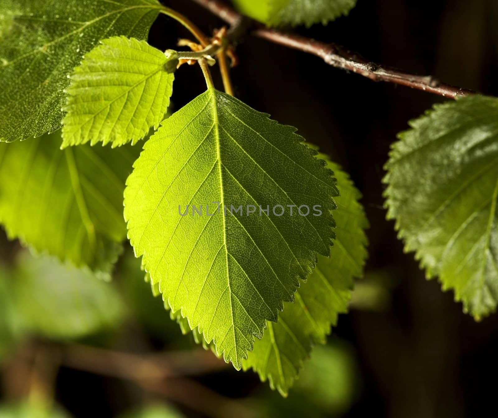 Birch leaves against dark background.