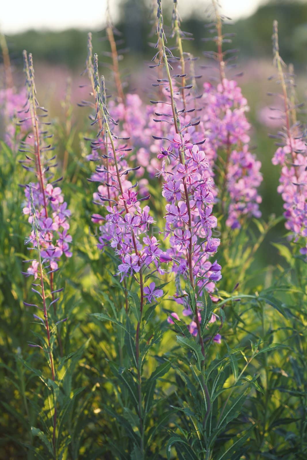 Fireweed flowers in evening light