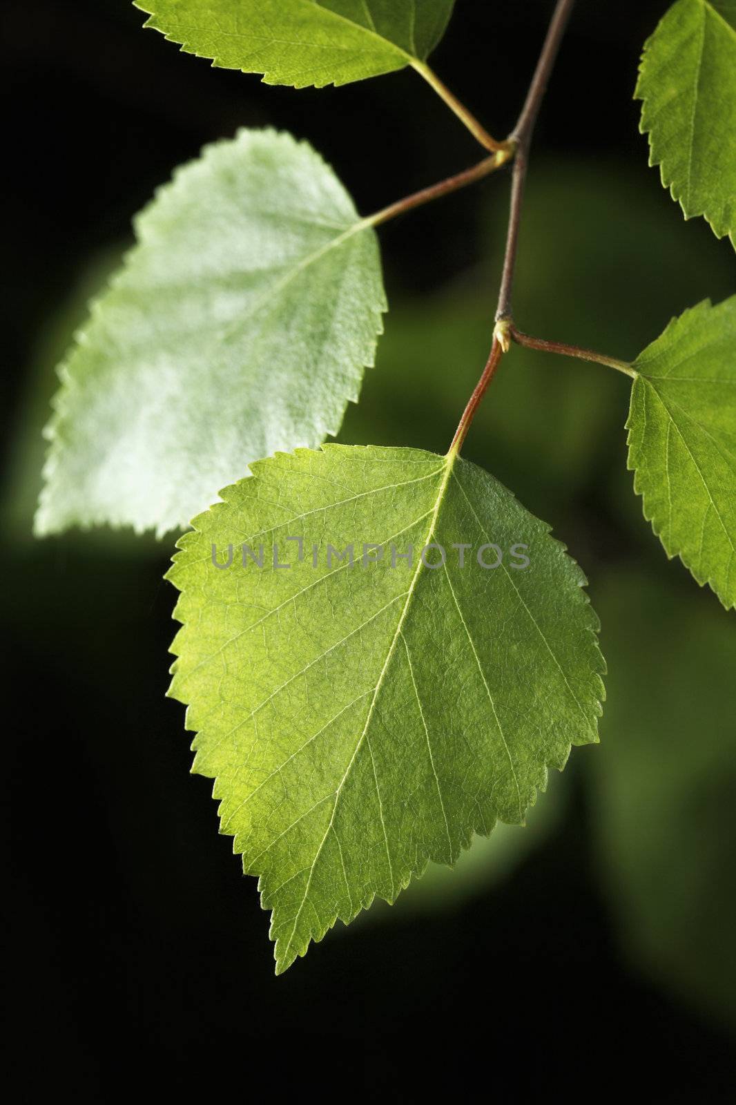 Closeup of a birch tree leaf.