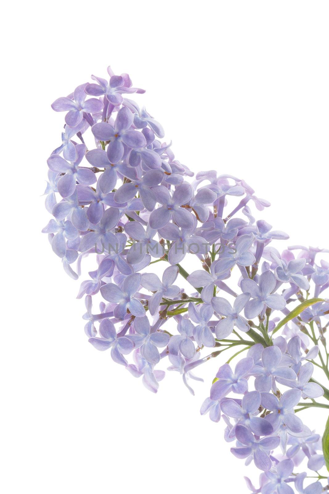 Common lilac flower (Syringa vulgaris) detail on white background