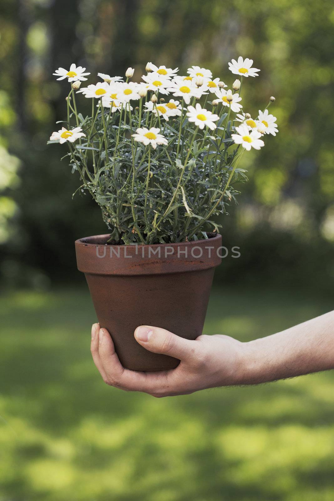 White summer flowers in a clay pot