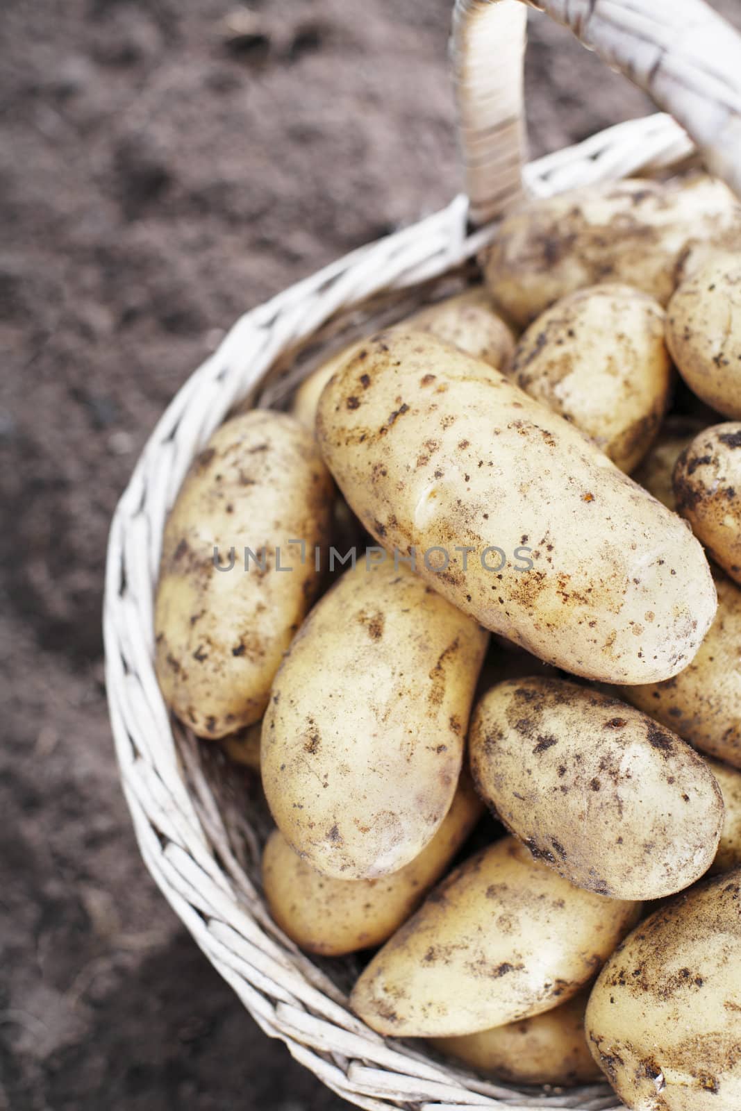 Harvested dirty potatoes in an old basket