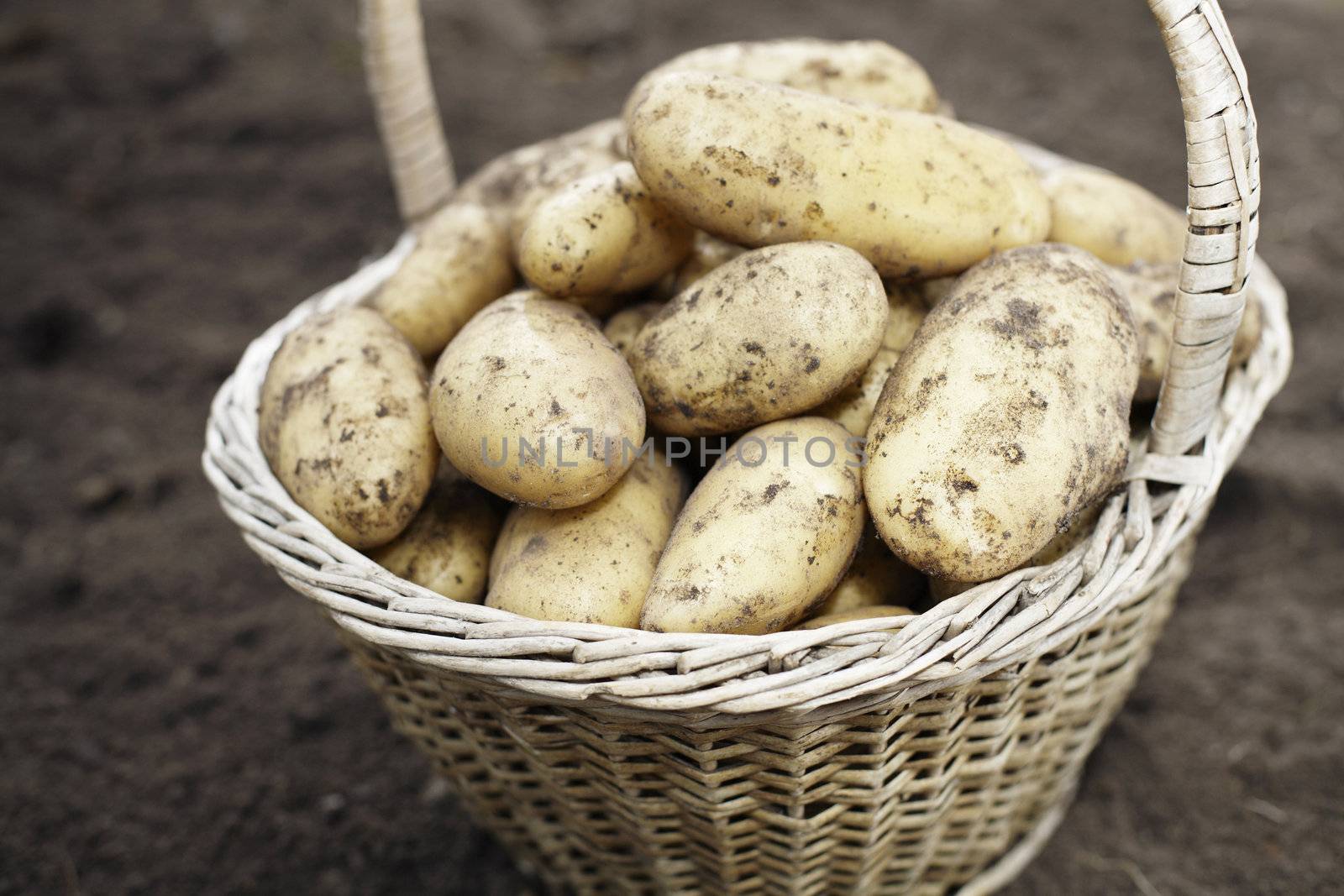 Dirty potatoes in an old woven basket