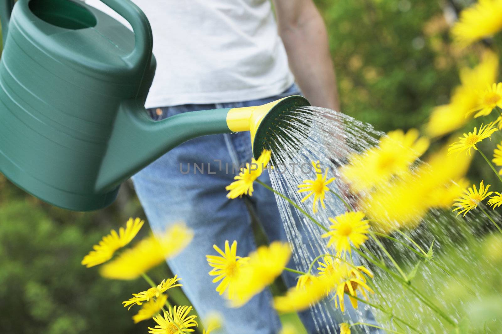 Watering yellow summer flowers with a green watering can.