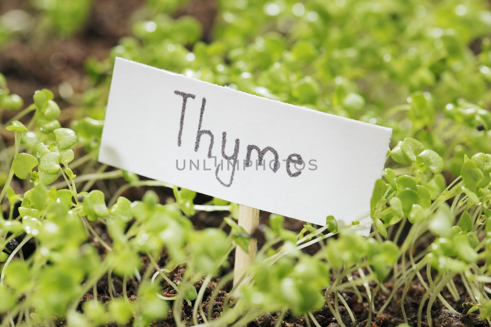 Thyme by Stocksnapper